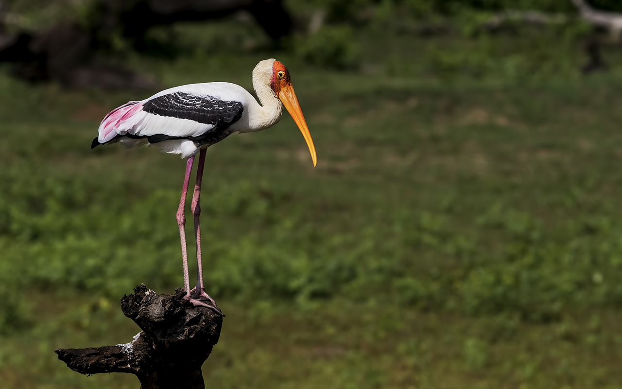 Painted Stork